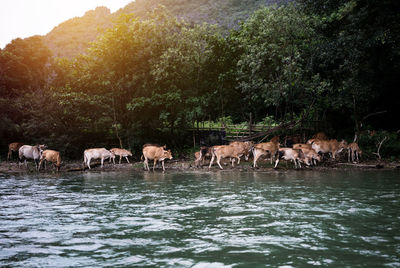 Cows by river