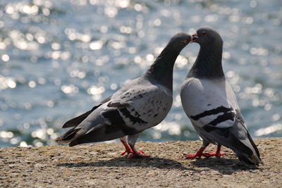 View of pigeons kissing