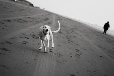 Portrait of a dog walking on beach