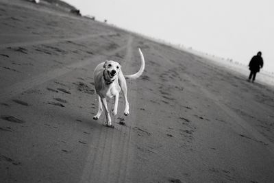 Dog running in the dark