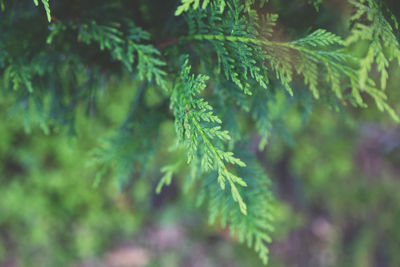 Close-up of green leaves against blurred background