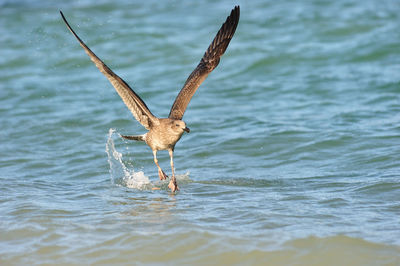 Bird flying over sea