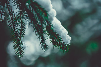 Close-up of frozen plant during winter