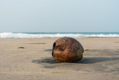 Close-up of coconut on beach against sky