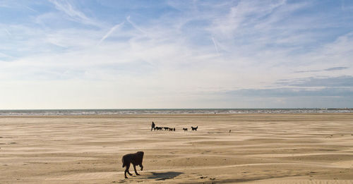 View of horse on beach against sky