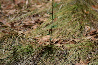 Close-up of plants growing on field