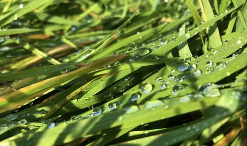 Close-up of wet plant leaves during rainy season