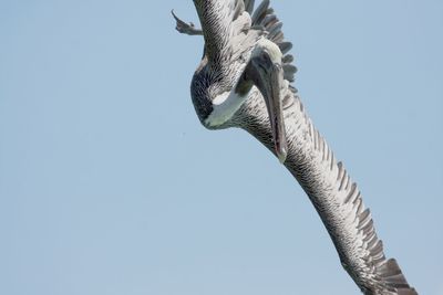 Low angle view of lizard against clear blue sky