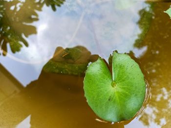 High angle view of leaves floating on lake