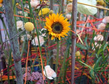 Close-up of yellow flowering plants on field