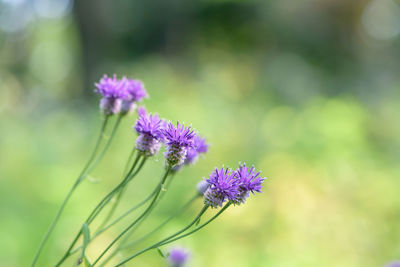 Close-up of purple flowers