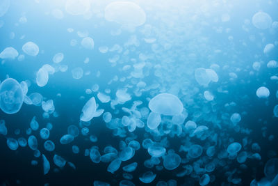 View of jellyfish in sea