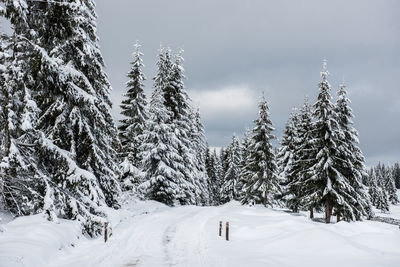 Trees on snow covered field against cloudy sky