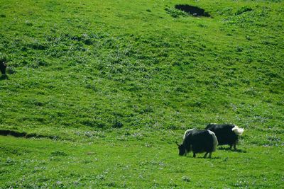 Horses grazing in a field