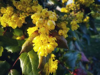 Close-up of yellow flowering plant