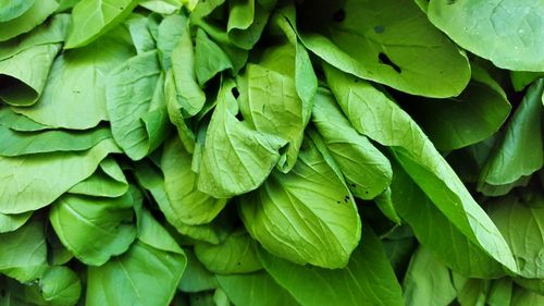 Full frame shot of green leaves