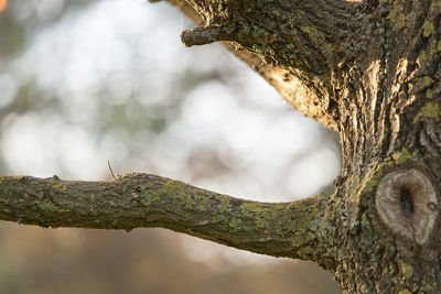 Horizontal branch of a tree with natural background.