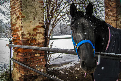 Close-up of horse in winter