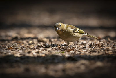 Close-up of a bird on land