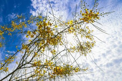 Low angle view of flowering plant against sky