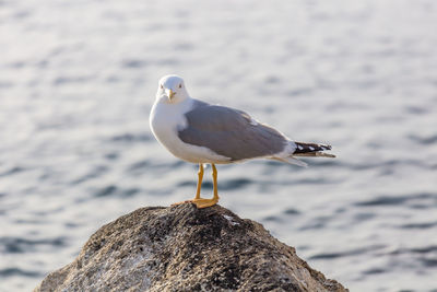 Seagull perching on rock