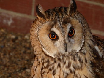 Close-up portrait of eagle owl against brick wall