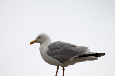 Close-up of seagull perching on the sky