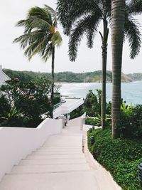 Scenic view of palm trees by sea against sky