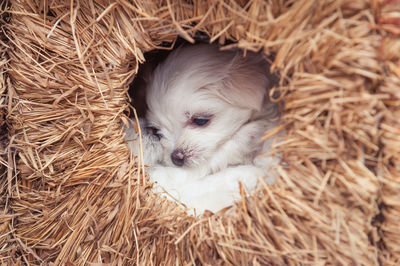 High angle view of a dog