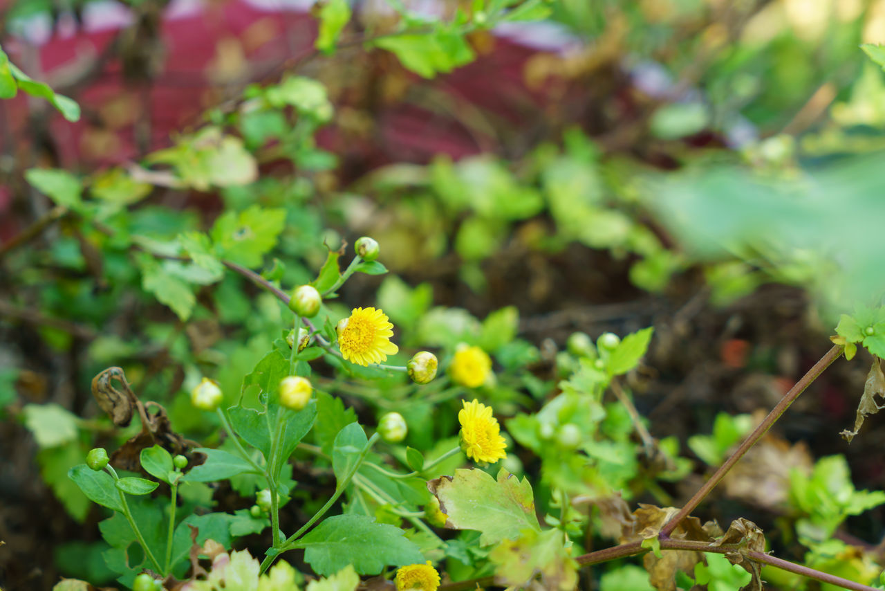 CLOSE-UP OF YELLOW FLOWERING PLANTS ON LAND