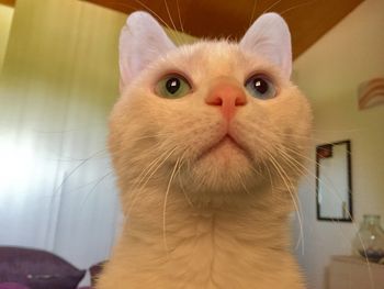 Close-up portrait of cat at home