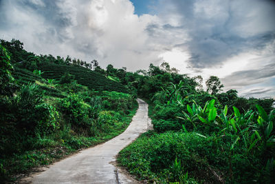 Dirt road along plants and trees against sky