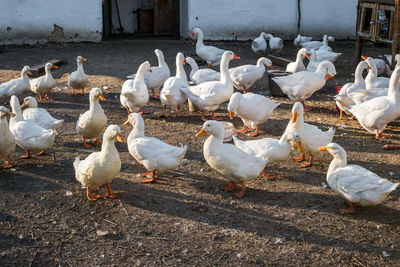 Flock of birds