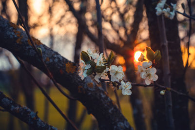 Close-up of cherry blossom on tree