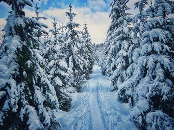 Snow covered trees against sky