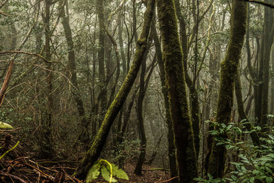 View of trees in forest