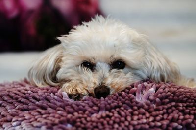 Close-up portrait of a dog