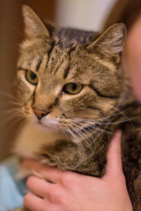 Close-up of hand holding cat