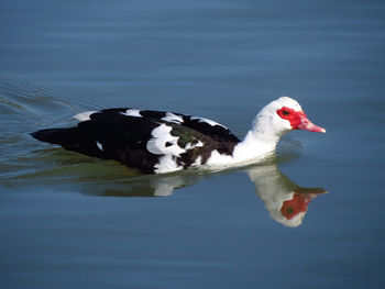 Close-up of duck swimming in lake