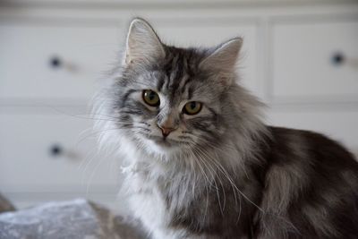 Close-up portrait of cat