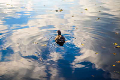 High angle view of ducks swimming on lake