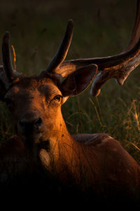 Huge male deer close up into dying lights 