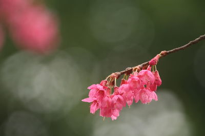 Close-up of pink cherry blossom