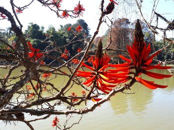 Low angle view of flower tree against sky