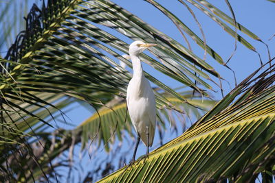 Low angle view of bird perching on tree against sky