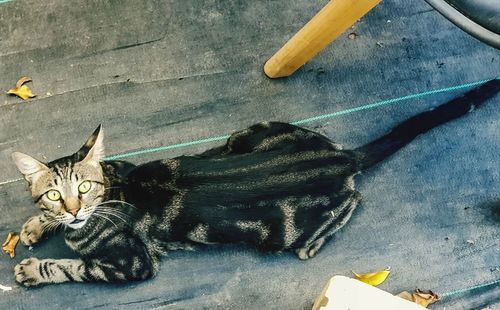 High angle view of tabby cat