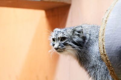 Close-up of a cat looking away