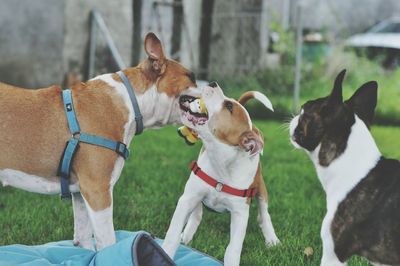 Dogs playing in lawn