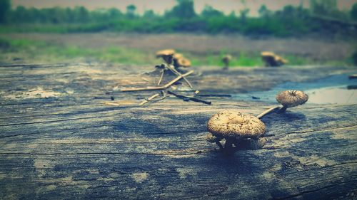 Close up of pink flower