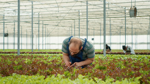 Side view of young man gardening in greenhouse
